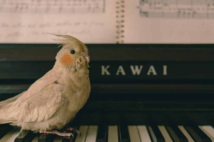 Hochzeitsauto mieten: Luxus-Mercedes Oldtimer mit Chauffeur in Würzburg